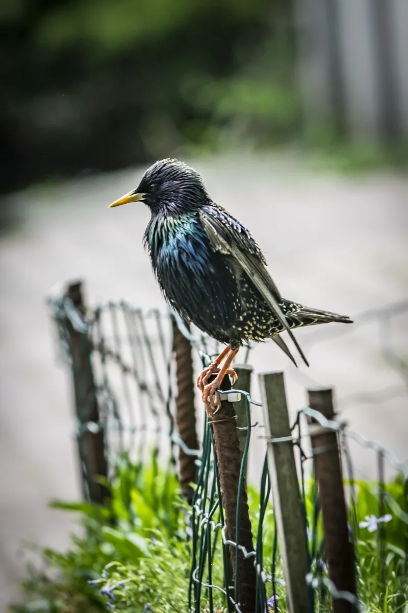 Starling perched on a wire fence post